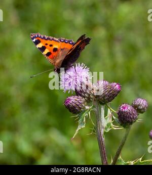 Kleiner Tortoiseshell-Schmetterling auf einer Thistle-Blume Stockfoto