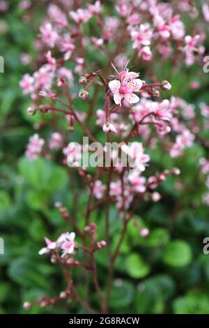 Saxifraga spathularis St. Patricks Kohl - weiße Blüten mit abgerundeten Blütenblättern und Regenbogenfarben, Mai, England, Großbritannien Stockfoto