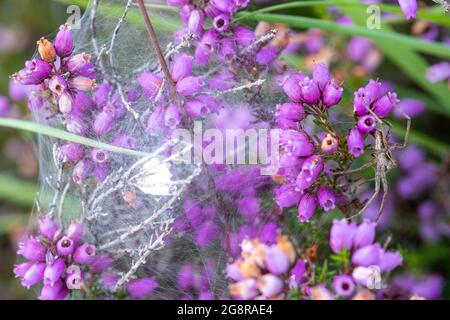 Pisaura mirabilis, die Baumschule Netzspinne, neben ihrer seidenzeltartigen Baumschule Netzstruktur, die auf Glockenheide in Heide, England, gebaut wurde Stockfoto