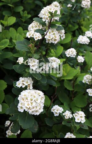 Spiraea x vanhouttei ‘Renaissance’ Brautkranz Vanhoutte spiraea Renaissance – kuppelförmige Büschel kleiner weißer Blüten auf hängenden Ästen, Mai, Großbritannien Stockfoto