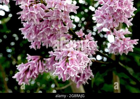 Syringa x prestoniae ‘Royalty’ Lilac Royalty – mittellange rosarote röhrenförmige Blüten mit blassrosa spitzen Blütenblattenden, Mai, England, Großbritannien Stockfoto