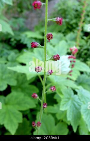 Tellima grandiflora ‘Forest Frost’ Fringecups Forest Frost – weiße und rosa Blüten aus großen grünen Blüten, Mai, England, Großbritannien Stockfoto