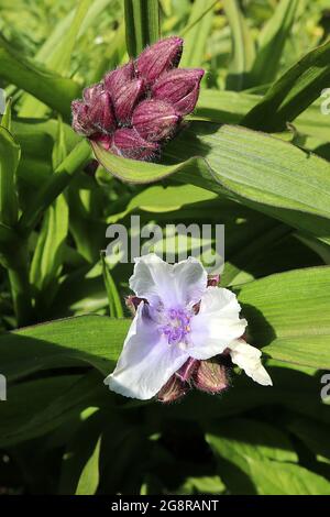 Tradescantia ‘Osprey’ Spider Lily Osprey – blasse, malvenfarbene, zartblütige Blüten mit flauschigen violetten Staubgefäßen, Mai, England, Großbritannien Stockfoto