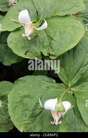 Trillium flexipes nickend Wakerobin – weiße, weit spitz zulaufende Blütenblätter, ausgestellte grüne Kelchblätter, große Eierstöcke, sehr breite eiförmige Blätter, Mai, England, Großbritannien Stockfoto