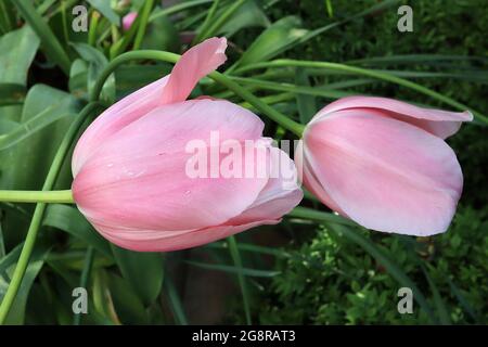 Tulipa Salmon Impression Giant Darwin Hybrid 4 lachsrosa Blütenblätter mit hellrosa bis weißen Rändern, Mai, England, Großbritannien Stockfoto