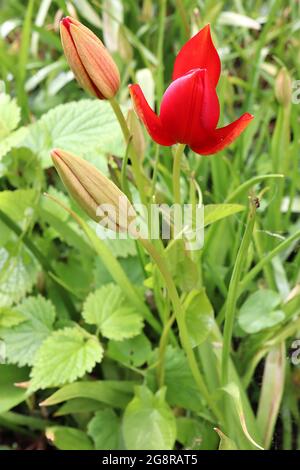 Tulipa springeri Art Tulip 15 Sprenger-Tulpe – kleine rote Blüten mit beigefarbenen gelben äußeren Blütenblättern, Mai, England, Großbritannien Stockfoto