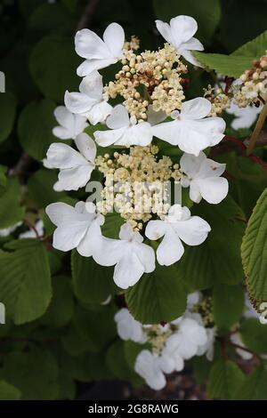 Viburnum plicatum ‘Mariesii’ Japanischer Schneeball – Hortensien-ähnliche Blütenköpfe mit weißen Spitzenblüten und winzigen beigefarbenen Blütentrauben, gelben Anthern Stockfoto