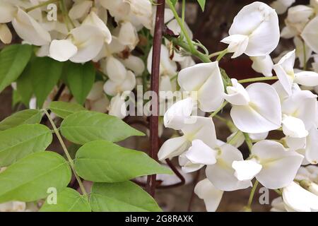 Wisteria floribunda longissima Alba weisse japanische wisteria – weiße Blüten mit hellgelben Streifen und frischen grünen lanzförmigen Blättern, Mai, Großbritannien Stockfoto