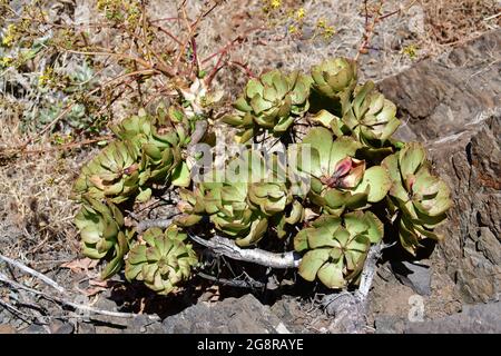 Aeonium glutinosum, kövirózsacserje, Madeira, Portugal, Europa Stockfoto