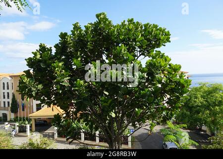 austral. gummibaum Gummibaum - Ficus Elastica Robusta mit Stamm - 180 cm main image 1