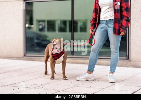 Reinrassiger Hund, der mit seinem Besitzer auf der Straße läuft und nach vorne schaut. Stockfoto