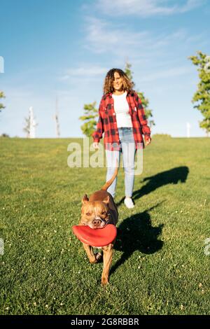 Schöne reinrassige Hund Spaß im Park spielen mit einem Frisbee an einem sonnigen Tag. Stockfoto