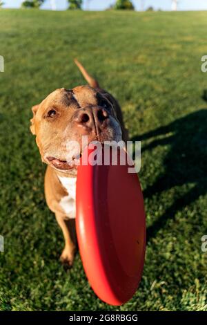 Schöne reinrassige Hund Spaß im Park spielen mit einem Frisbee an einem sonnigen Tag. Stockfoto