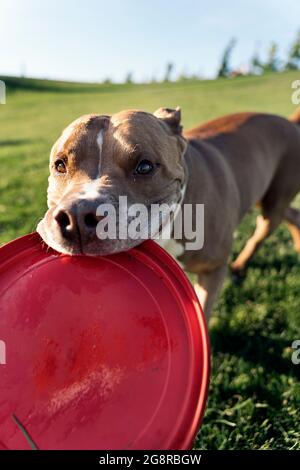 Schöne reinrassige Hund Spaß im Park spielen mit einem Frisbee an einem sonnigen Tag. Stockfoto