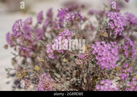 Wildblumen aus Desert Sand Verbena im White Sands National Park New Mexico Stockfoto