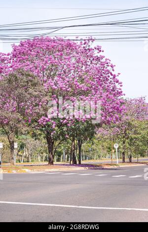 Blick auf einen Ipe-Baum mit rosa Blüten auf dem zentralen Blumenbeet des Via Park auf dem Campo Grande MS, Brasilien. Baum Symbol der Stadt. Stockfoto