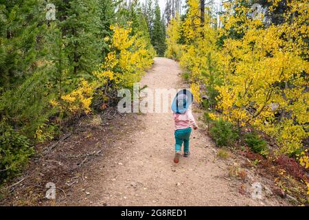 Mädchen, die im Herbst, Colorado, an jungen Aspen-Bäumen entlang wandern Stockfoto