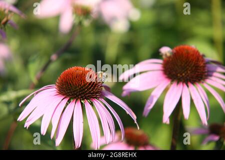 Purpurrote Kegelblume (Echinacea purpurea) mit einer Biene darauf, Deutschland Stockfoto