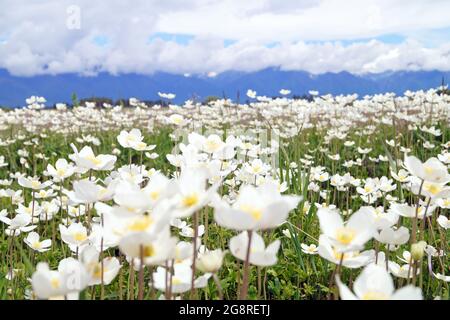 Ein Feld von weißen Blumen in den Bergen bedeckt mit Wolken Stockfoto