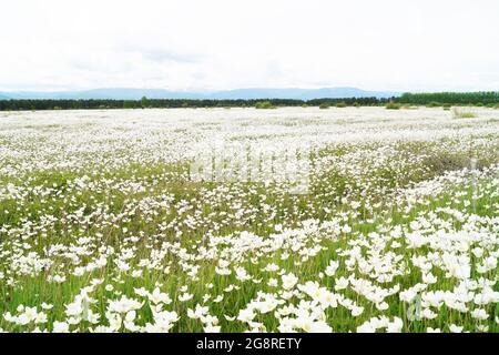 Ein Feld von weißen Blumen in den Bergen bedeckt mit Wolken Stockfoto