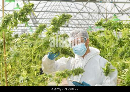 Illegale Cannabisfabrik Grünes Haus, EINE Nahaufnahme der Marihuanafarmindustrie. Stockfoto