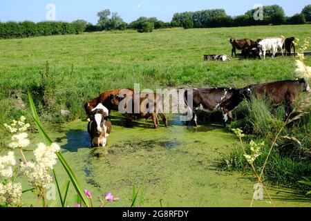 Juli 2021 - Junge Rinder kühlen sich in einem kleinen Fluss im ländlichen Somerset, Großbritannien ab Stockfoto