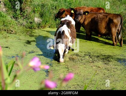 Juli 2021 - Junge Rinder kühlen sich in einem kleinen Fluss im ländlichen Somerset, Großbritannien ab Stockfoto