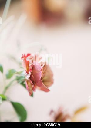 Seitenansicht Nahaufnahme der rosa Rose Stockfoto