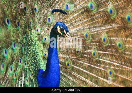 Erstaunlicher Pfau mit schönen Federn Stockfoto