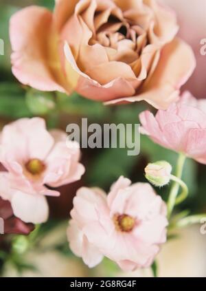 Nahaufnahme von rosa und braunen Blüten Stockfoto