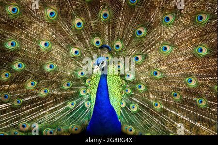 Erstaunlicher Pfau mit schönen Federn Stockfoto