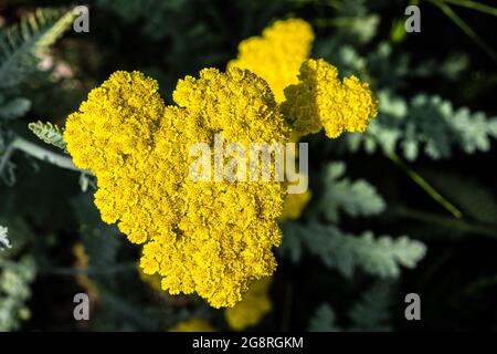 Blüten des Moonshine Yarrow (Achillea clypeolata ‘Moonshine’) Stockfoto