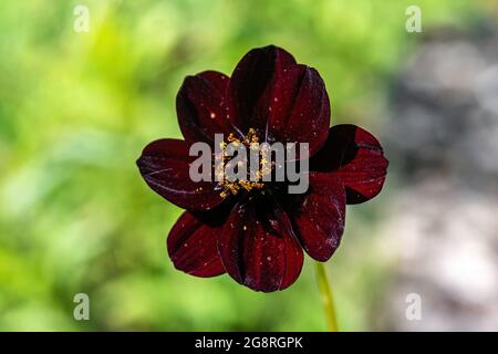 Blume des Schokoladenkosmos (Cosmos atrosanguineus) Stockfoto