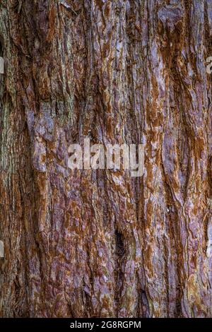 Rinde aus Riesenmammutbaum (Sequoiadendron giganteum) Stockfoto