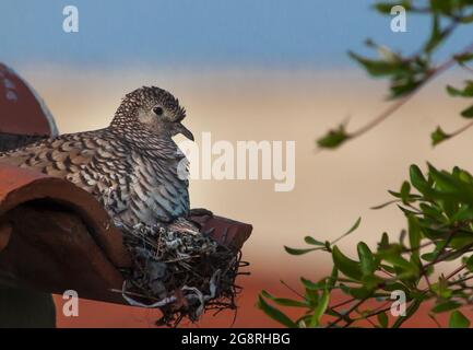 tortola oder gefleckte Wildtaube, Columbina squammata in ihrem Nest mit Jungen Stockfoto