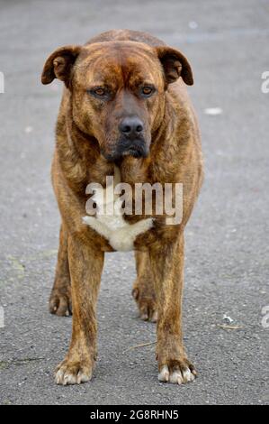 Portrait von schönen großen Hund im Freien. Stockfoto