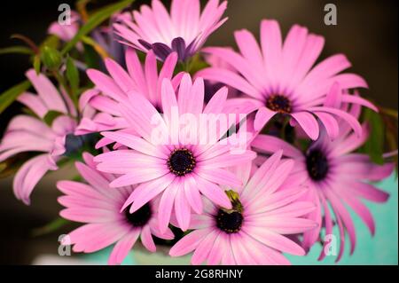 Bouquet von lila Umhang marguerite (Dimorphotheca ecklonis) Blumen Nahaufnahme Detail. Stockfoto