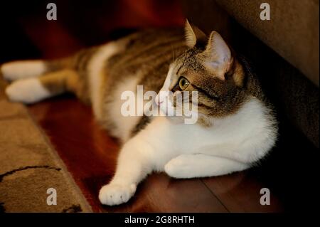 Nette Hauskatze, die auf dem heimischen Boden liegt. Stockfoto