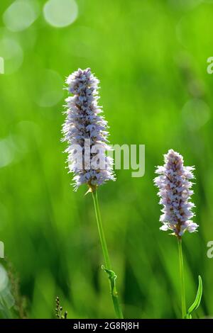 Ein gemeiner Bistort (Persicaria bistorta) auf einer Wiese in der Belianske Tatra in der Slowakei. Stockfoto