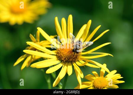 Eine gewöhnliche Drohnenfliege (Eristalis tenax) auf einer gelben doronicum-Blüte auf einer Wiese in der Hohen Tatra in der Slowakei. Stockfoto