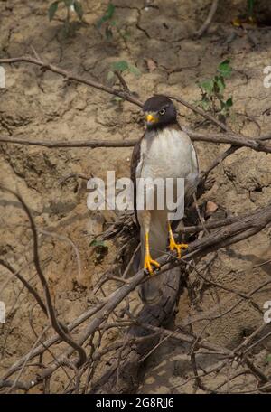 Porträt eines Adlers, der auf Mangrovenzweigen sitzt und die Kamera Pampas del Yacuma, Bolivien anschaut. Stockfoto