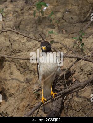 Porträt eines Adlers, der auf Mangrovenzweigen sitzt und direkt auf die Kamera Pampas del Yacuma, Bolivien blickt. Stockfoto