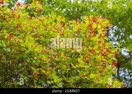 Tatar Ahorn L. Acer tataricum Stockfoto