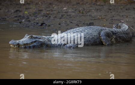 Nahaufnahme Porträt des Schwarzen Caiman (Melanosuchus niger), der vom Ufer der Pampas del Yacuma, Bolivien, ins Wasser gelangt. Stockfoto