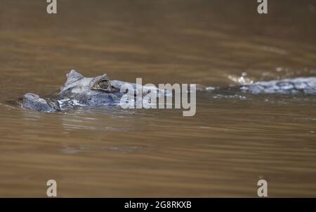 Nahaufnahme Porträt des Kopfes des Schwarzen Caiman (Melanosuchus niger), der im Wasser Pampas del Yacuma, Bolivien, versunken ist. Stockfoto