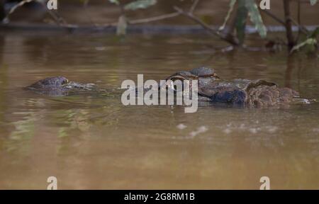 Nahaufnahme Porträt von schwarzem Caiman (Melanosuchus niger) Kopf und Auge in Wasser getaucht Pampas del Yacuma, Bolivien. Stockfoto