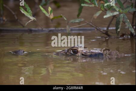 Nahaufnahme Porträt von Black Caiman (Melanosuchus niger) mit Kopf und Auge in Wasser getaucht Pampas del Yacuma, Bolivien. Stockfoto