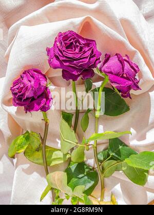 Ein Strauß aus drei verwelkelten Rosen auf einem weißen Tuch. Stockfoto