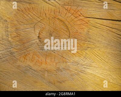 Hintergrund sieht aus wie ein Querschnitt eines alten abgesägten Baumes. Ein frisch abgeschnittener Baumstamm, der von einer Handsäge abgeschnitten wurde. Stockfoto