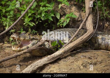 Nahaufnahme Porträt von Black Caiman (Melanosuchus niger) am Flussufer mit weit geöffneten Zähnen und Kiefer Pampas del Yacuma, Bolivien. Stockfoto